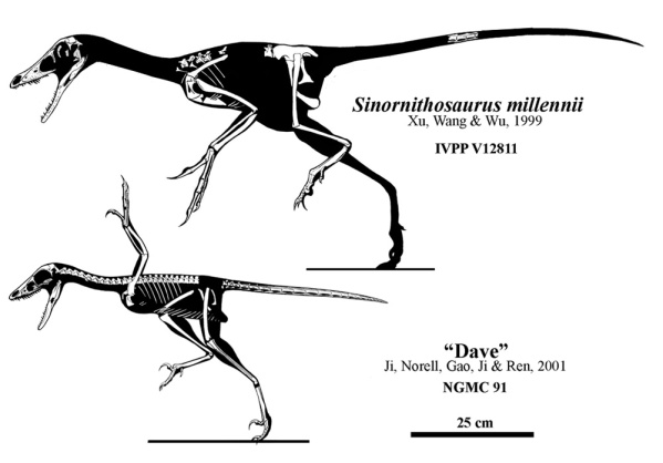 sinornithosaurus-specimens.jpg?w=599&h=386