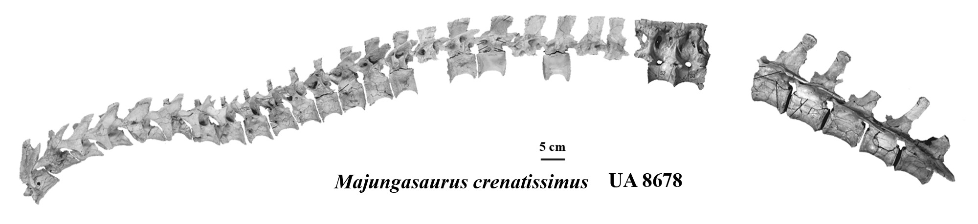majungasaurus-vertebral-series.jpg