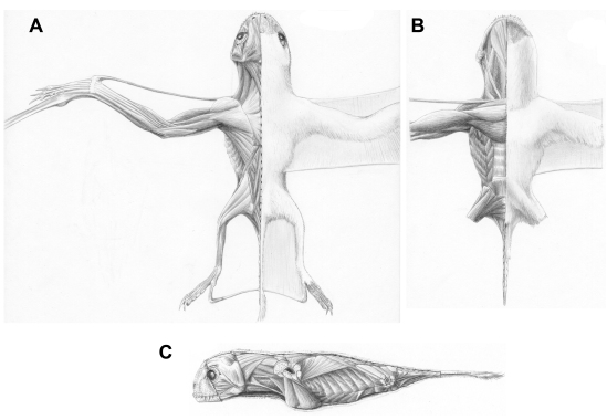 Jeholopterus ningchengensis, in three views. A, dorsal; B, ventral; C, left lateral.