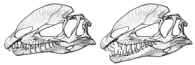Dilophosaurus wetherilli jaw closure comparison