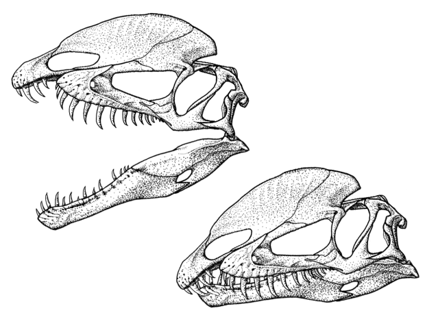 Dilophosaurus wetherilli skull no labels