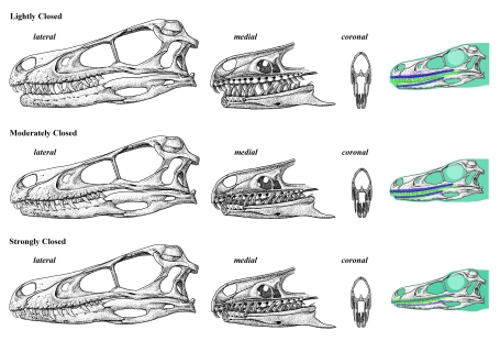 Velociraptor mongoliensis jaw "fitting."