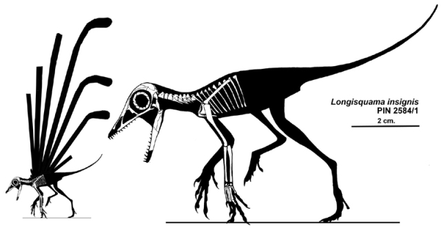 An outdated reconstruction of Longisquama insignis (Sharov, 1970), with the limbs held in an erect, potentially terrestrial posture. (I no longer agree with this interpretation.)