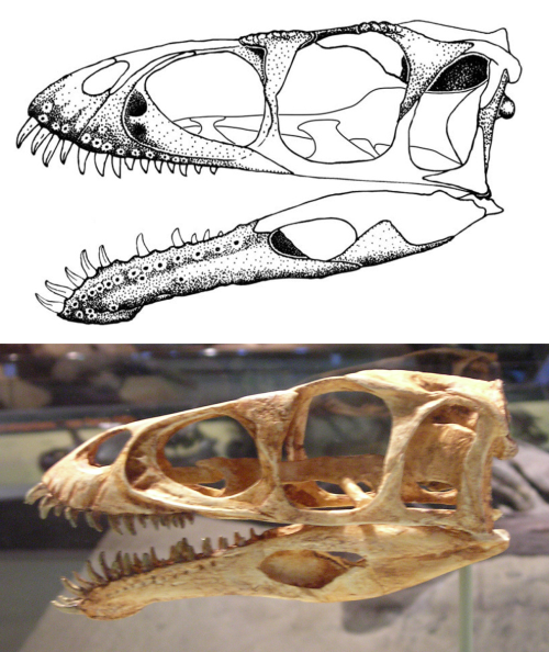 Skull reconstructions of Masiakasaurus knopfleri.