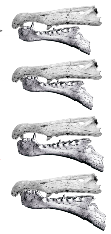 Spinosaurine cranial fragments in lateral view, based on BSP 1912 VIII 19 (after von Stromer, 1915) and MSNM V4047 (after dal Sasso et al., 2006). Top two: "natural" size; bottom two: mandible increased in dimensions by 20%. The first and third images position the mandible rostrally so that the first dentary tooth is immediately caudal to the first premaxillary tooth (absolute maximal length). The second and fourth images position the mandible caudally so that the "terminal rosette" coincides with the "subnarial gap."