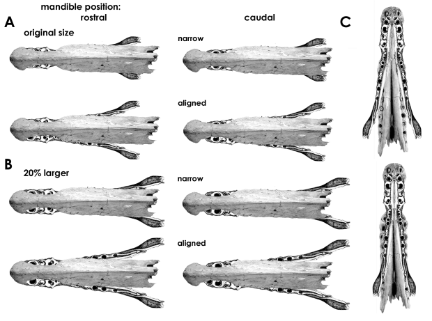 Spinosaurine cranial fragments in lateral view, based on BSP 1912 VIII 19 (after von Stromer, 1915) and MSNM V4047 (after dal Sasso et al., 2006). C represents a conjoined alveolar view of both specimens. A, "natural" sizes of the fragments in rostral (left) and caudal (right) positions of the mandible, as determined by the the text, and "narrow" and "aligned" gagues, as determined by direction of dental carinae orientation. B, same, but with the mandible increased by 20% in all dimensions. C, "aligned" and "narrow" gauges of the mandible.