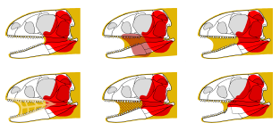 Models for "cheeks" in Ornithischia.