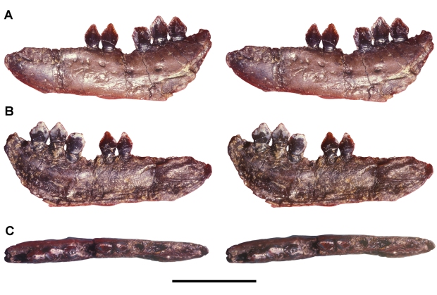 Echinodon becklesii mandible