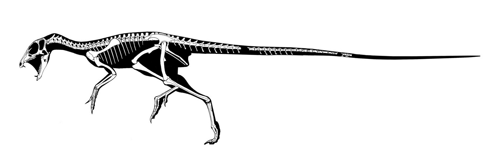 Skeleton of Heterodontosaurus tucki