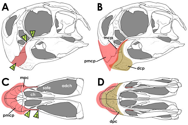 Skull of "Big Beak" (PIN uncatalogued), a "conchoraptorine" oviraptorid. A, described the rostral-most occlusion between the jaws, with arrow position 1 indicating the rostralmost occlusion, and 2, the caudalmost occlusion. Arrow 3 indicates the approximate shape of the space between occlusal tomial margins of the upper and lower jaws, a gap perhaps necessitating a rhamphothecal covering to "contain." Abbreviations: dcp, dentary cornified plate; mcp, maxillary cornified plate; pmcp, premaxillary cornified plates.