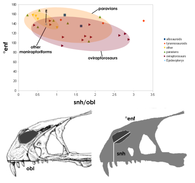 Scatter plot of distribution of coelurosaurs (and some carnosaurs) based on the ratio of the subnarial height/oral basal length beneath the external narial fenestra, and against the angle of the ENF, described in the text. Below, the snout of Incisivosaurus gauthieri describes how the measurements are derived.