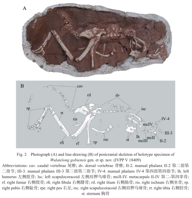 Skeleton of holotype of Wulatelong gobiensis, from Xu et al., 2013. Skull not shown.