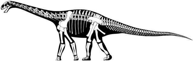 Cetiosaurus oxoniensis skeletal tiny