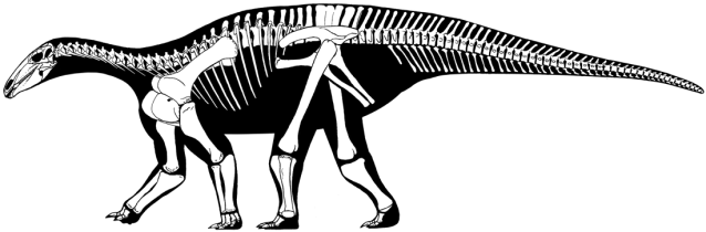 Dacentrurus armatus skeleton without armor tiny