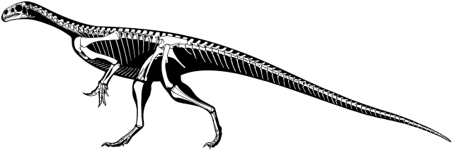 Thecodontosaurus antiquus skeleton