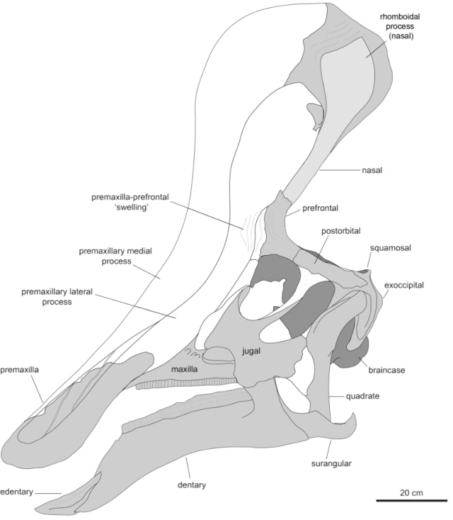 Reconstruction of the skull of Tsingtaosaurus spinorhinus Yang (1958), from Prieto-Marquez & Wagner (2013). The tip of nasals are caped by a fragment of the premaxilla which has been initially regarded by Yang as indeterminate hadrosaurian crest fragment, and not considered since, but appears to be a portion of the "hook-like" premaxillary terminus at its contact with the nasals.