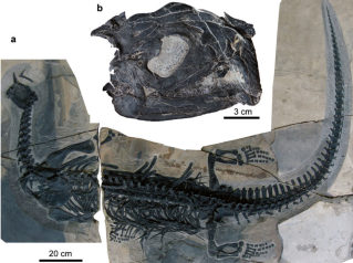 Skeleton and skull of WIGM SPC V1107, holotype of Atopodentatus unicus (Cheng et al., in press). Skull shown is the other side.