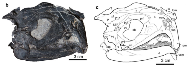 Photograph and line-drawing of skull in right view of WIGM SPC V 1107, holotype of Atopodentatus unicus (Cheng et al., in press).