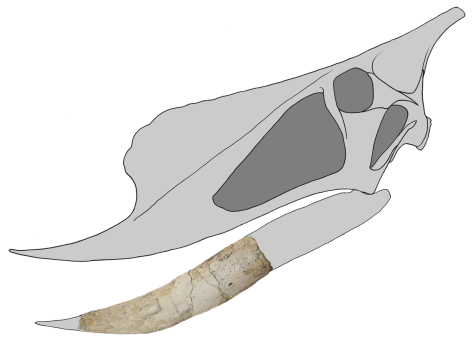 Possible skull reconstruction for Banguela oberlii, with the holotype jaw in full color. Banguela oberlii is here hypothesized to be a derived dsungaripterid, though in our phylogenetic analysis (Headden & Campos, 2014) the new taxon was placed basal to other dsungaripterids. Further analysis supports a deeper nesting, but this work was not prepared at the time of publication.