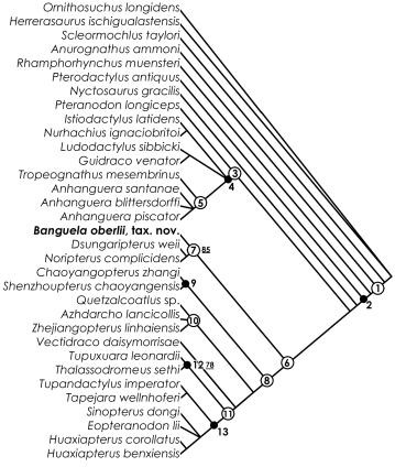 Results of our phylogenetic analysis. The figure in the paper is flawed by omission of Vectidraco daisymorrisae, but here it is included properly. Some analyses differ in whether Thalassodromeus + Tupuxuara are close to Tapejaridae, and instead are closer to azhdarchids. We will have to add the characters to a broader analysis and see what effect that work has on this placement, as well as Banguela oberlii's.