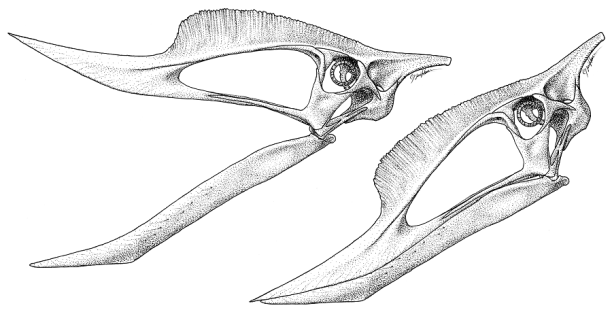 Hypothetical reconstruction of the skull of Banguela oberlii, rendered as a stipple drawing. Skull is inferred from comparison to dsungaripterids, and the front of the upper jaw from inferrence with how a jaw would interact with the lower in a "typical" animal -- generally birds. Only the front half of the lower jaw is known.