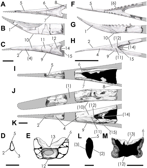 Headden&Campos Banguela compared to Dsungaripterus and Thalassodromeus