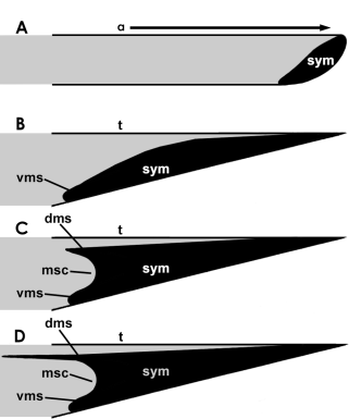 A figure excluded from the paper due to space and scope. schematic representation of the different mandibular symphyseal morphologies in pterosaurs. A represent the basal pterosaur condition, and resembles the anurognathid condition; B represents the "classic" rhamphorhynchoid morphology, as in Eudimorphodon and Rhamphorhynchus; C represents an hypothetical intermediate between B and D, and is also known in dsungaripterids; and D represents virtually all pterodactyloid pterosaurs in which the upper shelf (dms) is distinctly longer than the ventral one (vms). Both shelves create a "mandibular cavity," here termed a mandibular symphyseal cavity (msc). "a" = alveolar margin, "t" = tomial margin.
