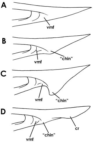 The relationship between mandibular ventral processes, the "chin," and the fossa at the back that marks the location for the gular or hyoid musculature.