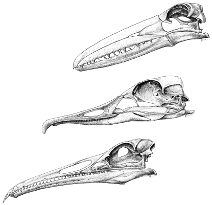 Skulls of Toothed Birds