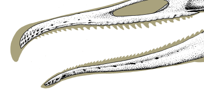 Bony jaws of Mergus merganser merganser, showing the relationship of bone to rhamphotheca.
