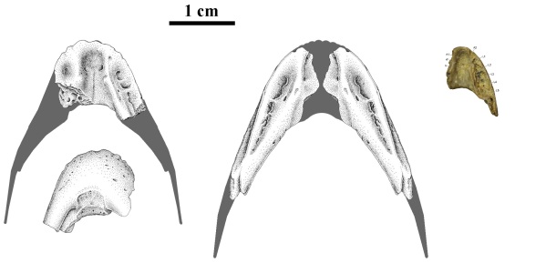 Jaws of Caenagnathasia martinsoni, shown to size.