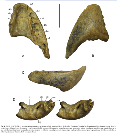 Jaws of ZIN PH 2354/16, referred to Caenagnathasia martinsoni by Sues & Averianov, 2015. Scale bar equals 5mm.
