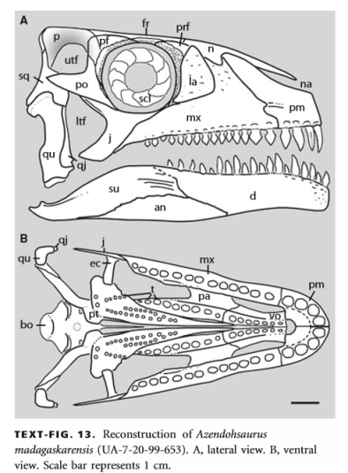 Skull of Azendohsaurus madagaskarensis, from Flynn et al., 2008.