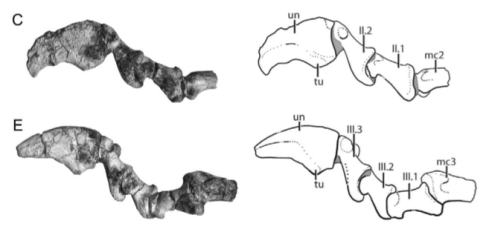 Azendohsaurus manus phalanges2